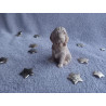 Chien - marron clair